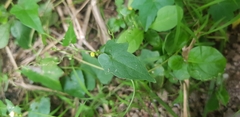 Cucurbitaceae