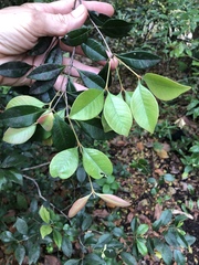 Calyptranthes pallens