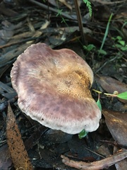 Leucopaxillus lilacinus