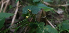 Cucurbitaceae