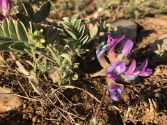 Astragalus shortianus
