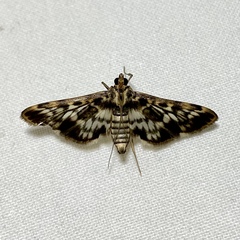 Rhimphalea sceletalis