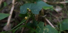 Cucurbitaceae