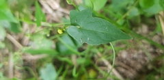 Cucurbitaceae
