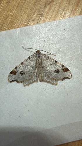 American Birch Angle