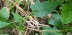 Cucurbitaceae