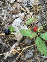 Rubus