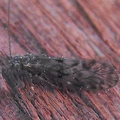 Philotarsus californicus