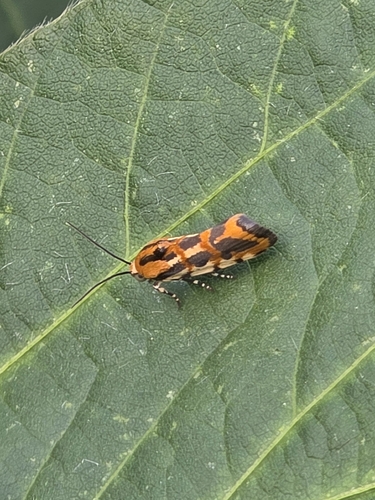 Common Spragueia Moth