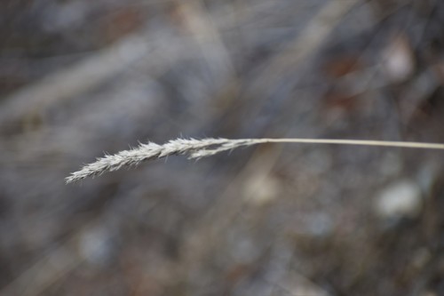 Image of Calamagrostis purpurascens by (c) Syd Cannings, some rights reserved (CC BY)