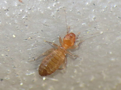 Liposcelididae
