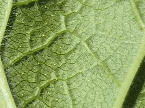 Ribes hudsonianum, photograph 6