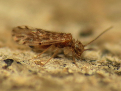 Ectopsocus strauchi