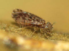 Ectopsocus strauchi