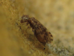 Ectopsocus strauchi