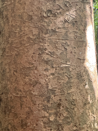 Agathis robusta
