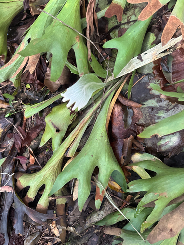 Platycerium hillii, photograph 6