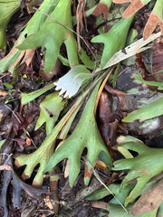 Platycerium hillii, photograph (c) Ian Dickie, some rights reserved (CC BY)