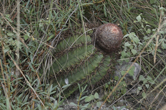 Melocactus lemairei
