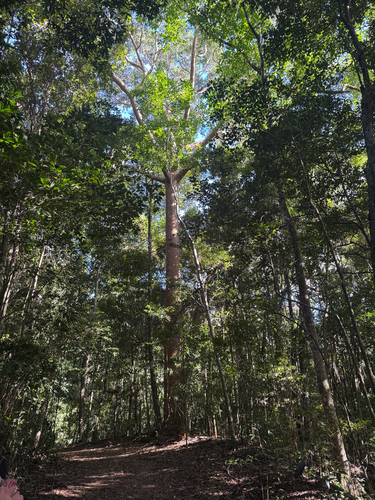 Agathis robusta