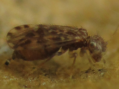 Ectopsocus strauchi