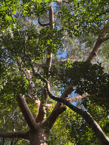 Agathis robusta