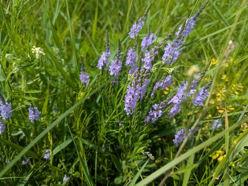 Verbena X blanchardii