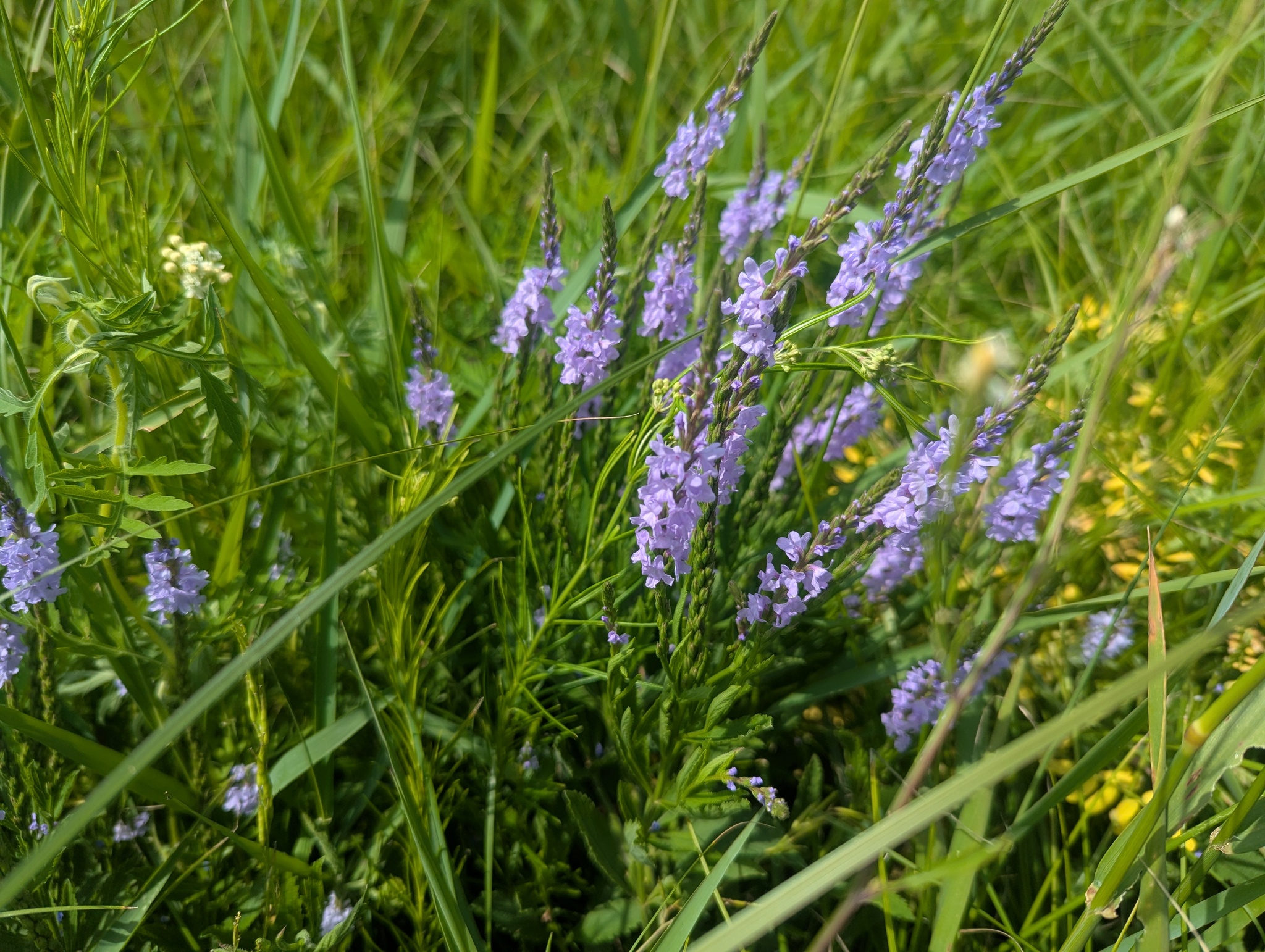 Verbena X blanchardii