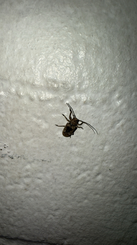 Rhytiphora bankii observed 2026-04-03