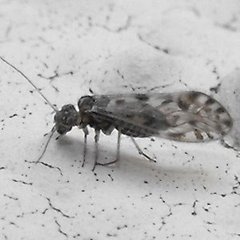 Philotarsus californicus