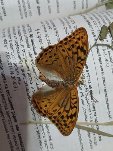 Silver-washed Fritillary