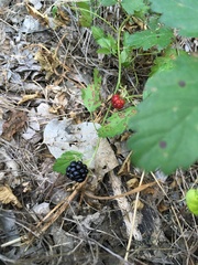 Rubus