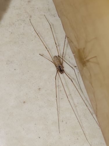 Manuel's Cellar Spider