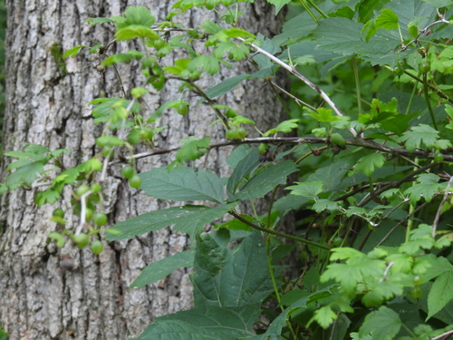 Ribes missouriense, photograph 3