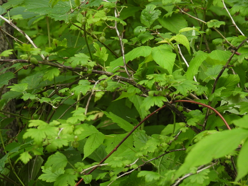 Ribes missouriense, photograph 2