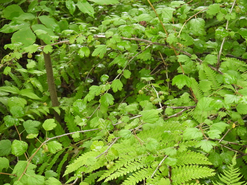 Ribes missouriense, photograph 4
