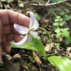 Erythronium revolutum