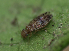 Ectopsocus strauchi