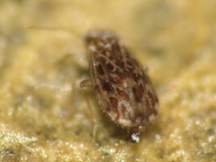Ectopsocus strauchi