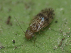 Ectopsocus strauchi