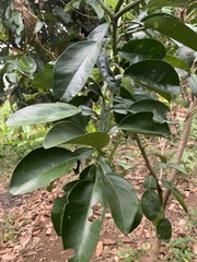 Citrus maxima