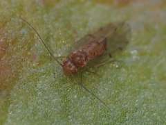 Ectopsocus briggsi