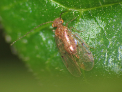 Ectopsocus briggsi