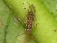 Ectopsocus strauchi