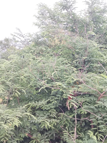 Tamarind