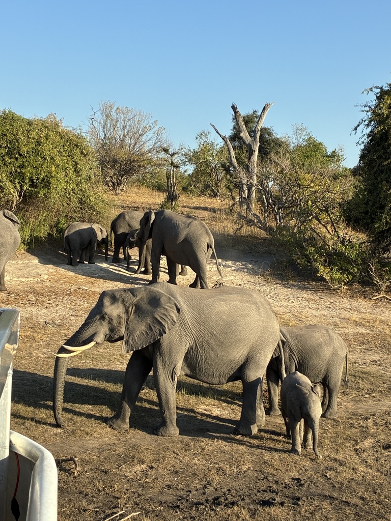 Loxodonta africana, , by Melange