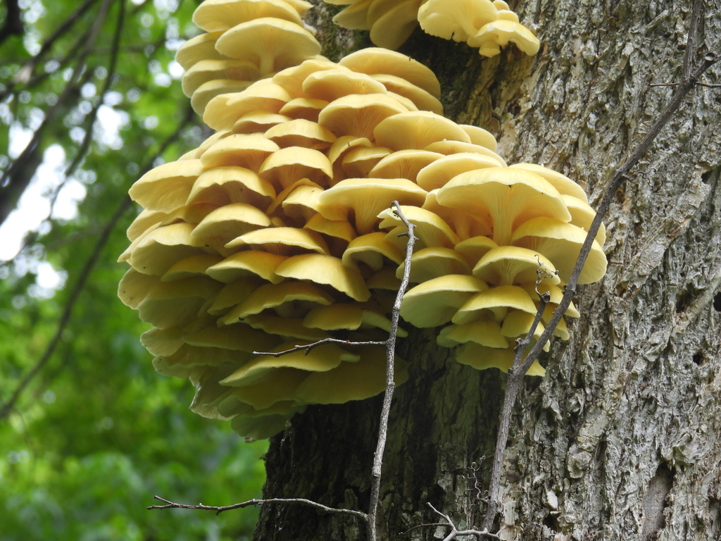 Golden Oyster Mushroom · July 2026 · photo: Photo: (c) Liren Varghese, some rights reserved (CC BY) · iNaturalist