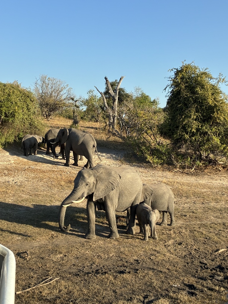 Loxodonta africana, , by Melange