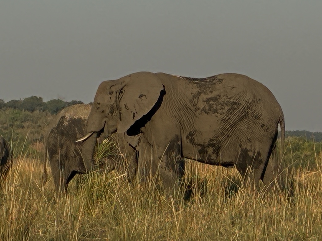 Loxodonta africana, , by Melange