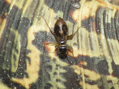 Propsocus pulchripennis